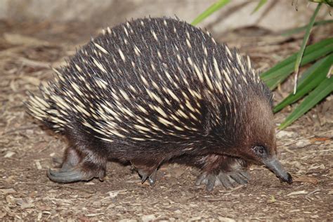 Echidna | Wildlife | The Wildlife