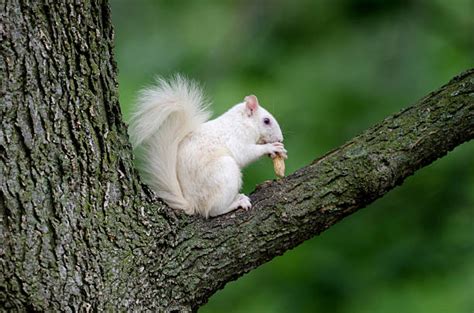 18,300+ White Squirrel Stock Photos, Pictures & Royalty-Free Images - iStock