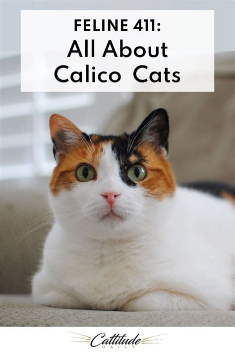 calico cat breed personality - lion about life