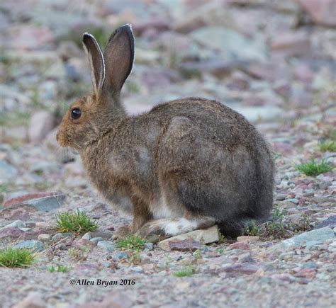 Snowshoe Hare | VisitingNature