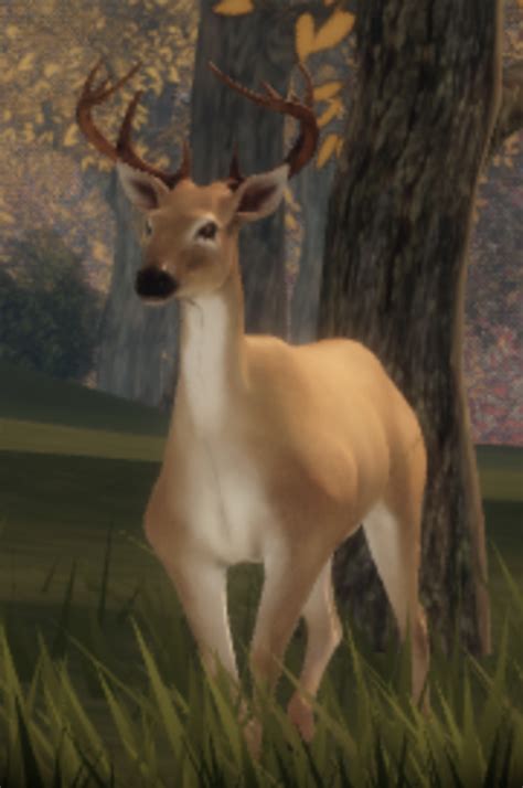 White tailed deer | Hunting Season BETA Wiki | Fandom