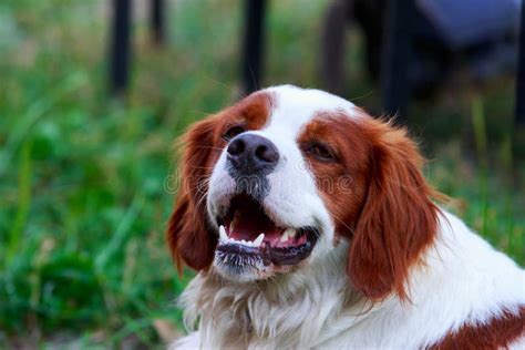 Dog breed Breton Spaniel stock photo. Image of carrot - 152706548