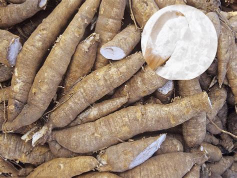 how to make cassava starch and where to buy cassava starch processing ...