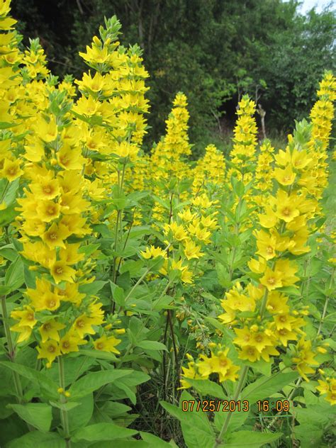 Tall Green Plant With Yellow Flowers