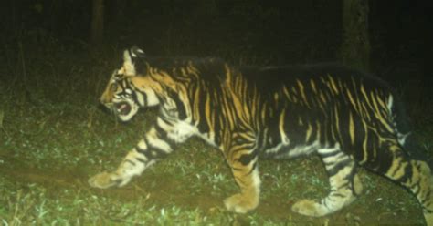 Pseudo-melanistic Tiger Cub's Appearance Amazes Wildlife Observers