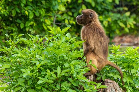 Gelada Monkey Free Stock Photo - Public Domain Pictures