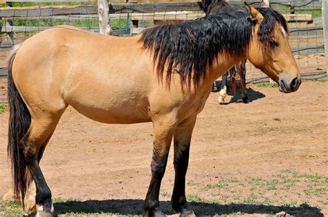 7 Interesting Facts You Should Know About The Spanish Mustang Horse – Horse Spirit