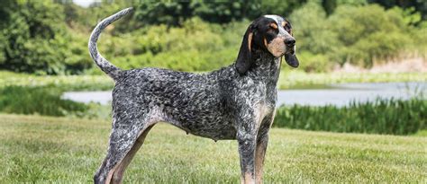 How Do Bluetick Coonhound Hunt