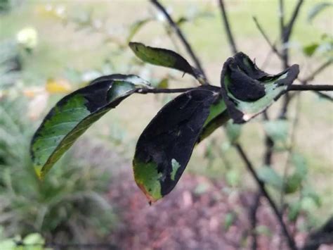 Sooty Mold on Plants > Identify, Control & Disease Prevention Tips