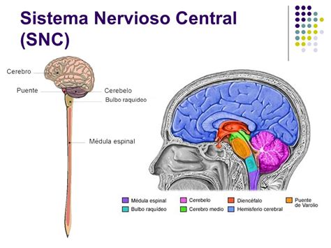 sistema nervioso central (SNC) - Gamma Knife