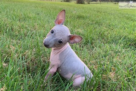 Han: American Hairless Terrier puppy for sale near Columbia / Jeff City ...