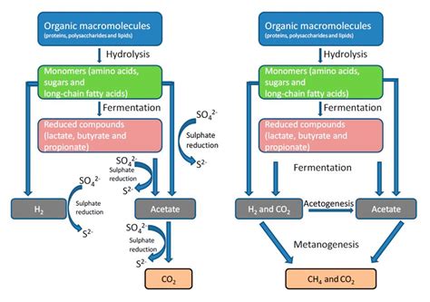 Microbial interactions in marine anoxic sediments: competition or ...