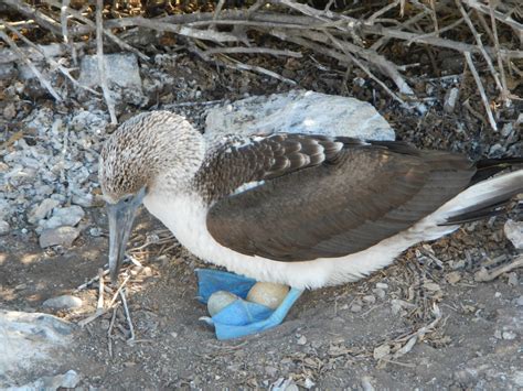 Blue-Footed Booby on eggs : r/birding