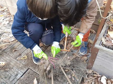 Harvesting of Jerusalem artichokes – Transjardins