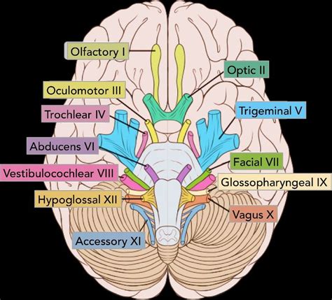 Pin by Felicia on Therapy | Cranial nerves, Cranial nerves anatomy, Nerve anatomy