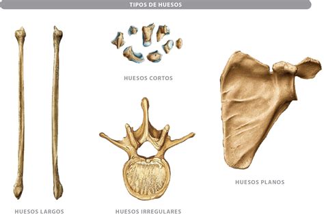 Huesos Irregulares