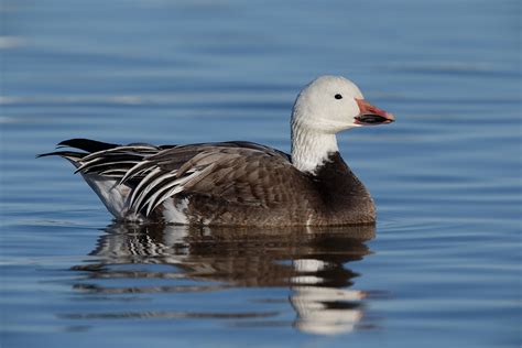 Your Goose is Cooked… « Arthur Morris/BIRDS AS ART