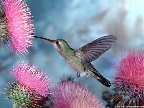 Free Hummingbird Wallpapers - Wallpaper Cave