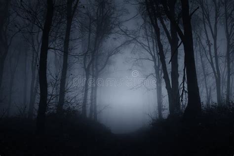 Spooky Woods at Night on Halloween Stock Photo - Image of fall, forest ...