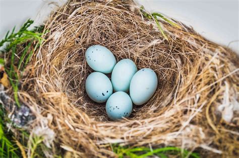 Photo Gallery of Wild Bird Nests and Eggs