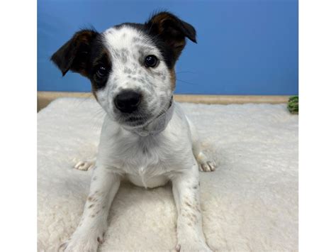 Blue Heeler/Rat Terrier mix Puppy Black and White ID:20880 Located at ...