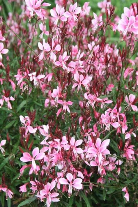 Pink Guara Oenothera lindheimeri 1 Gallon Live Plant | Etsy