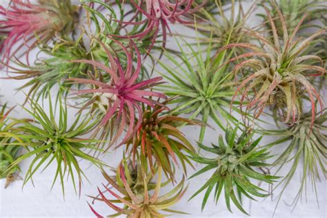 What Are Air Plants And How Do They Grow? - Farmers' Almanac - Plan ...