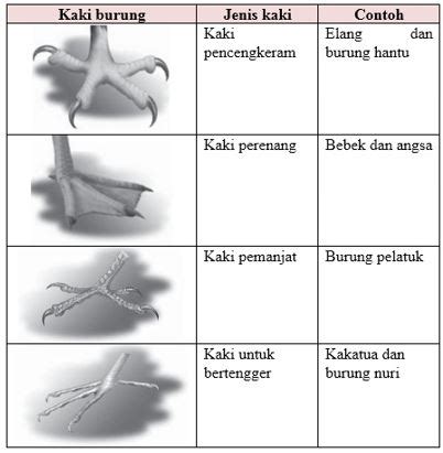 gambar kaki burung elang dan fungsinya - Alexandra Hodges