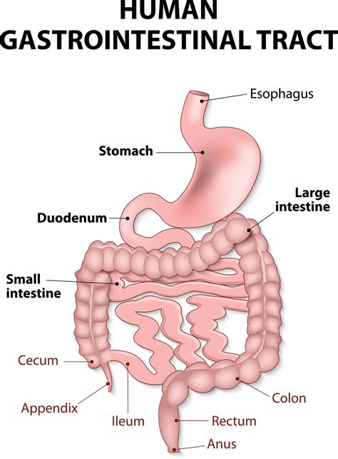 Diagram Of Upper Gi Tract