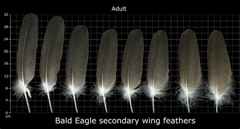 Eagle Feather Identification