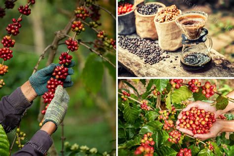 Coffee From Vietnam: The Story Of Robusta In Vietnam - Helena Coffee Vietnam