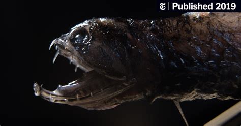 Meet the Deep-Sea Dragonfish. Its Transparent Teeth Are Stronger Than a Piranha’s. - The New ...