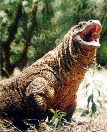 Foto Biawak Terbesar – Meteor