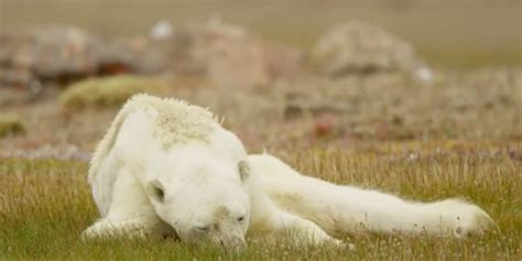 Starving Polar Bear Clings To Life In Viral National Geographic Video ...