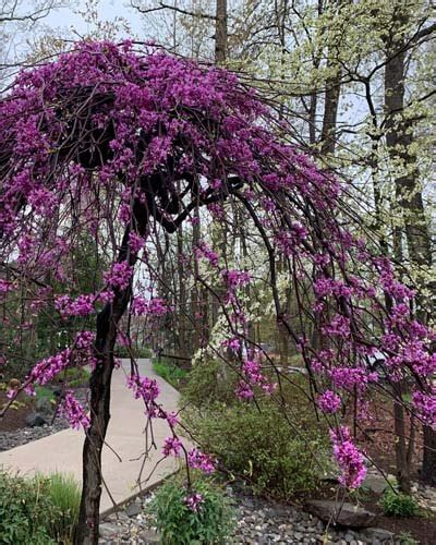 10+ Dwarf Redbud Tree Varieties – World of Garden Plants