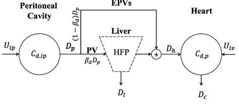 Block diagram of the proposed IP drug pharmacokinetics. The IP and IV... | Download Scientific ...