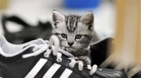 3840x2160 Resolution kitten, sneakers, gray 4K Wallpaper - Wallpapers Den