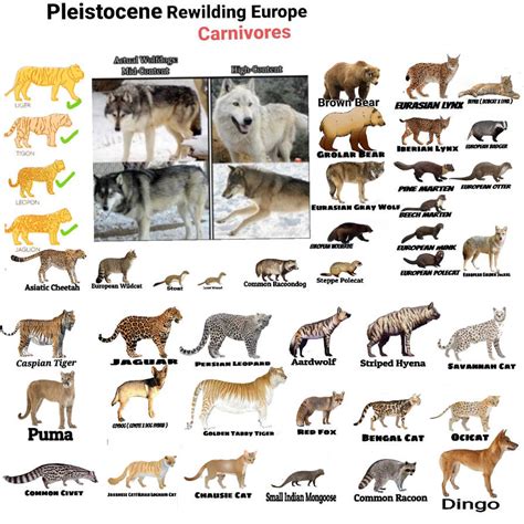 Pleistocene Rewilding Europe Carnivores by TabrizShadow on DeviantArt