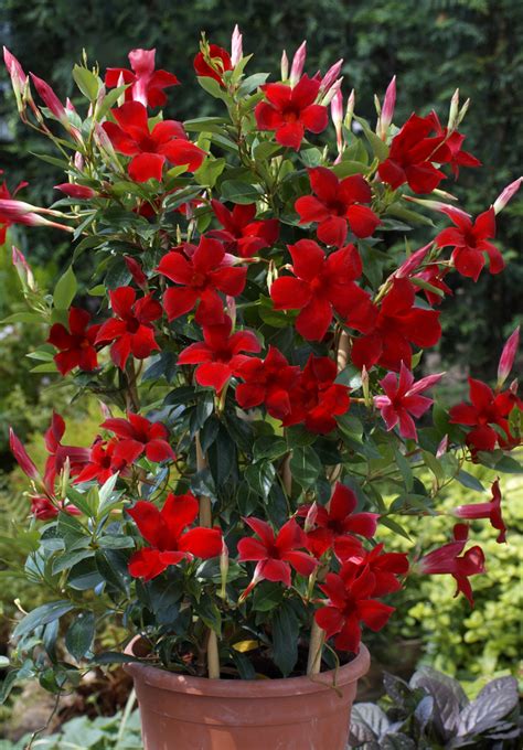 The Diplodenia: A Unique And Exotic Flowering Plant – SC Garden Guru