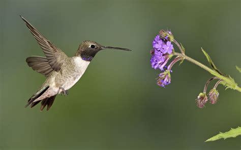 6 Types of Hummingbirds in Tennessee - Sonoma Birding