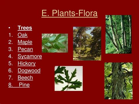 PPT - Temperate Deciduous Forest PowerPoint Presentation, free download ...