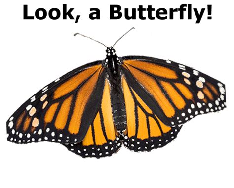Monarch Butterfly Identification