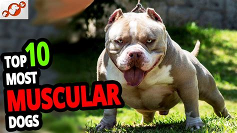 🐕 Muscular Dogs – Top 10 Most Muscular Dog Breeds In The World! | Boxer breed, Dog breeds, Dogs