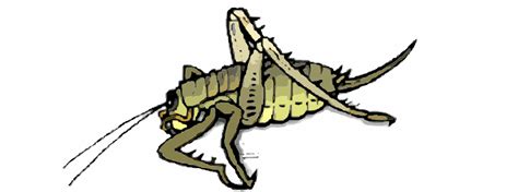 A Weta insect from New Zealand - Openclipart