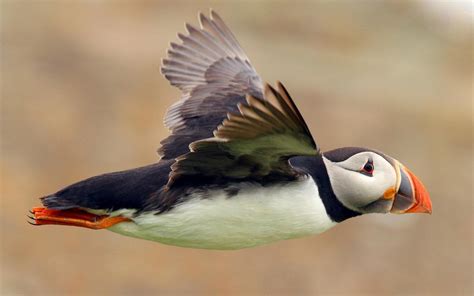 Hintergrundbilder : Natur, fliegend, Tierwelt, Papageientaucher, Schnabel, Vogel, Seevogel ...