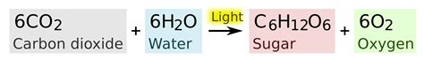 photosynthesis equation - Google Search | Photosynthesis, Study guide, Animals beautiful