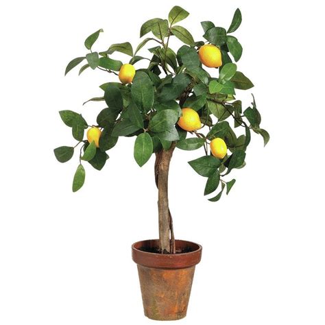 22'H Young Lemon Topiary in Pot -- Check out this great image (This is an amazon affiliate link ...