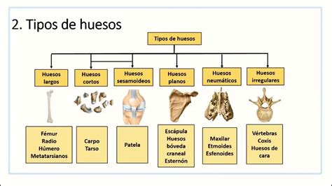 Planos y osteoartrología - YouTube