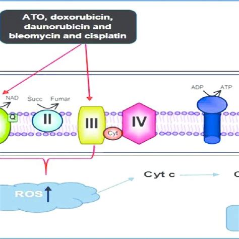 Mechanism of ROS generation and apoptosis induction by the ATO,... | Download Scientific Diagram