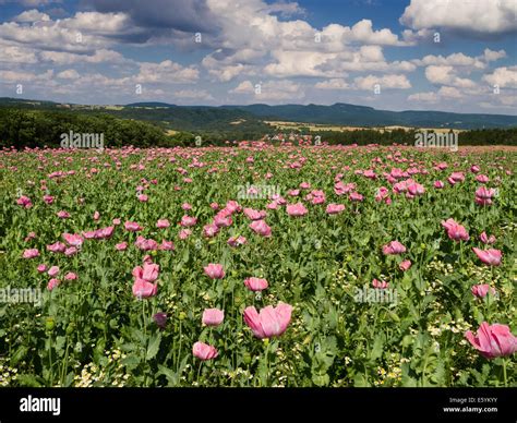 Opium Poppy Field High Resolution Stock Photography and Images - Alamy